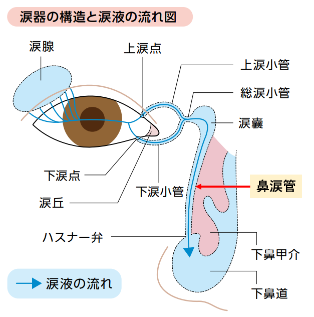 涙器の構造と涙液の流れ図